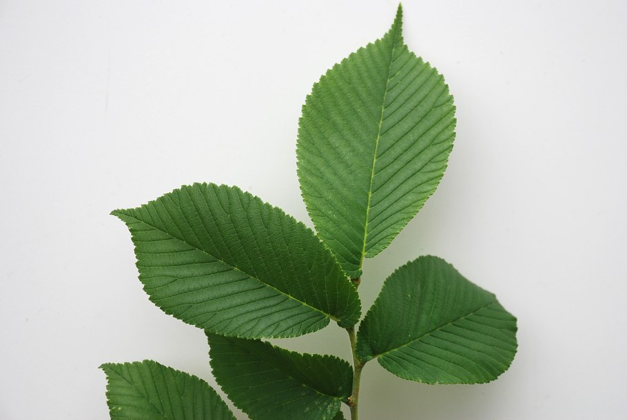 Ulmus glabra вяз