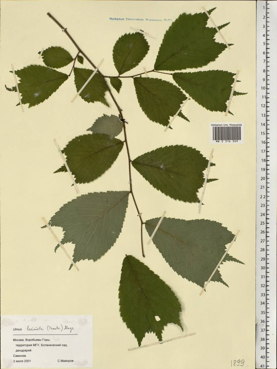 SW Ulmus