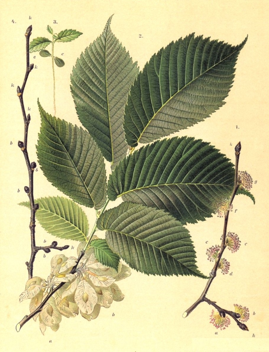 Ulmus glabra