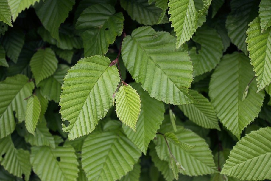 Carpinus betulus