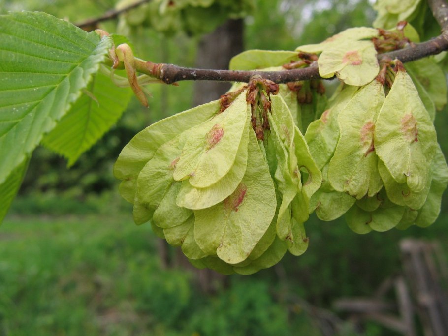 Вяз гладкий ulmus laevis
