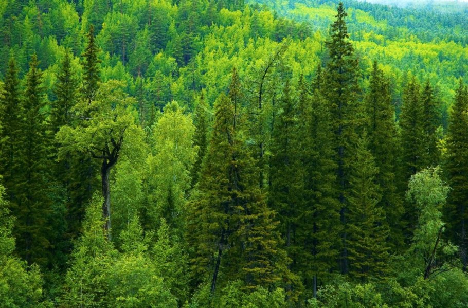Хвойный лес,Бор , хвоя