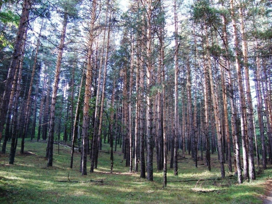 Тип леса Кисличник