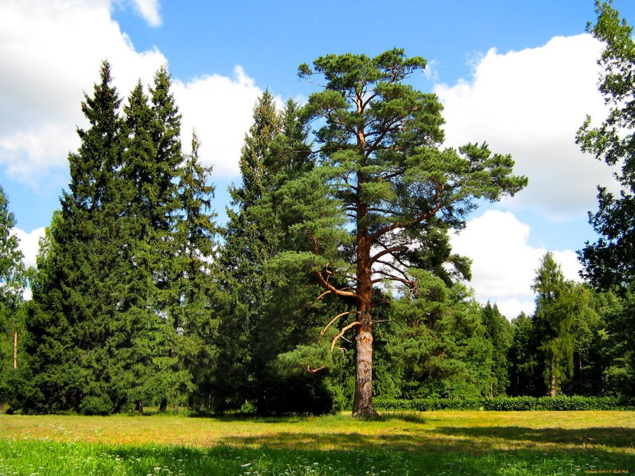 Сибирская лиственница кора