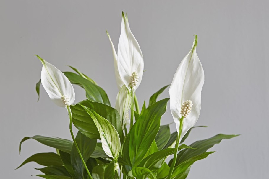 Спатифиллум Уоллиса (Spathiphyllum wallisii)