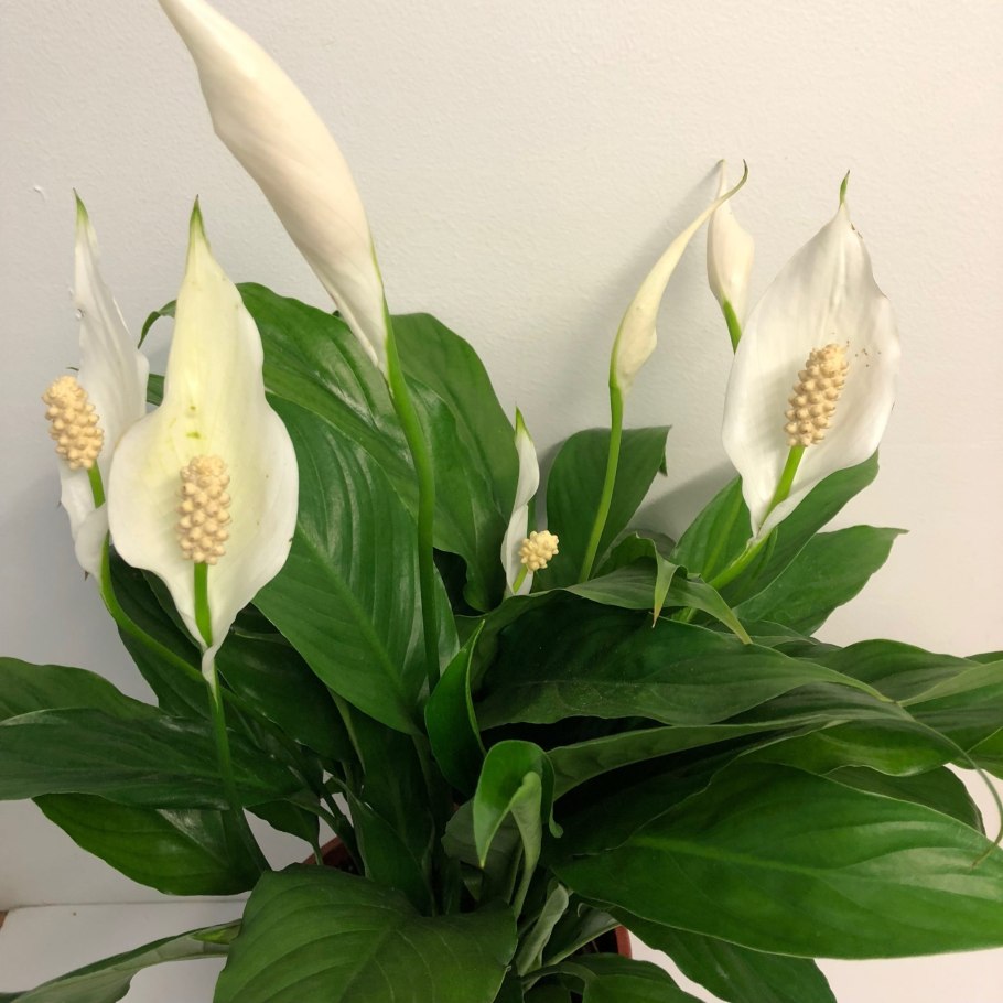 Spathiphyllum wallisii цветок