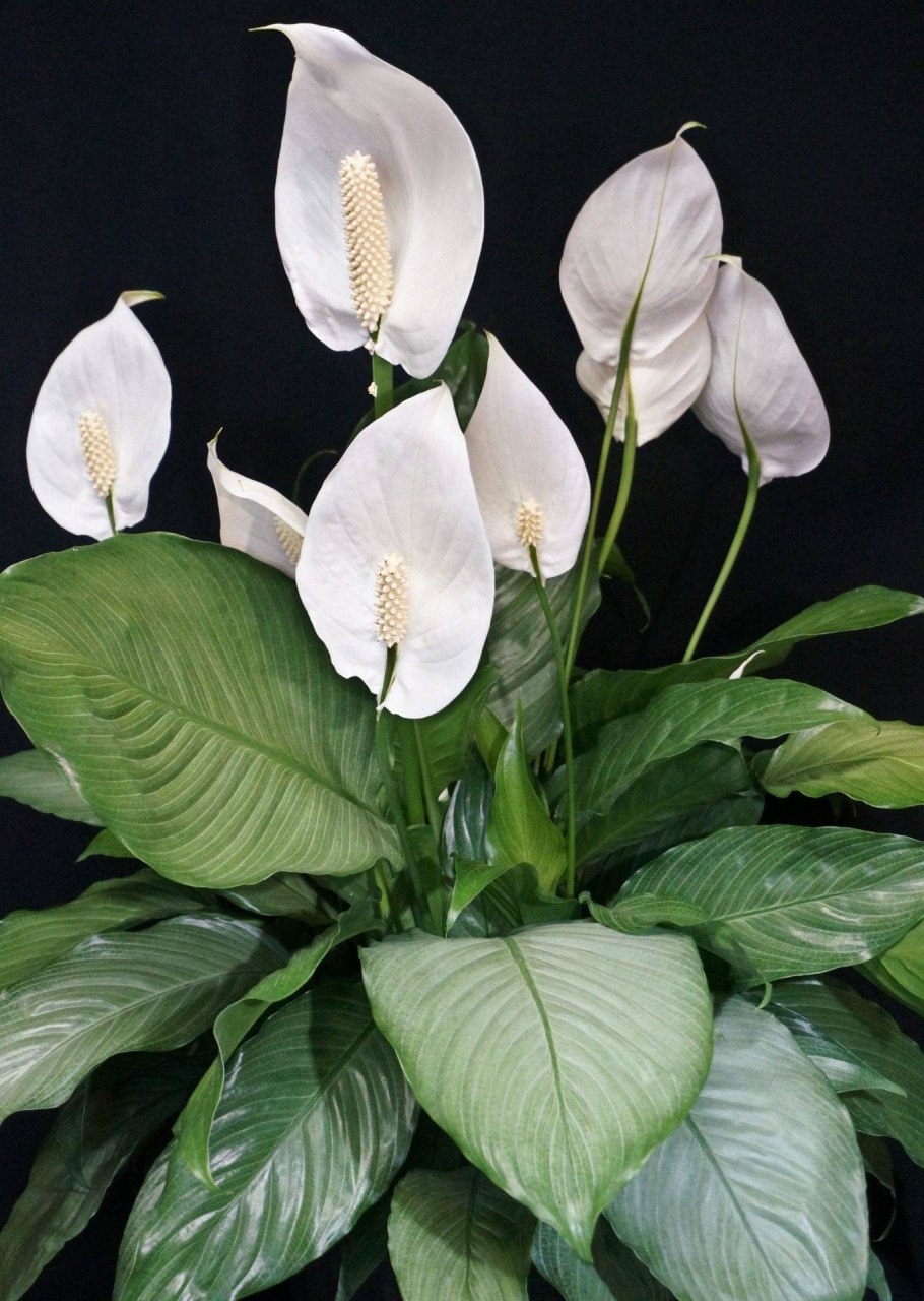 Спатифиллум (Spathiphyllum)