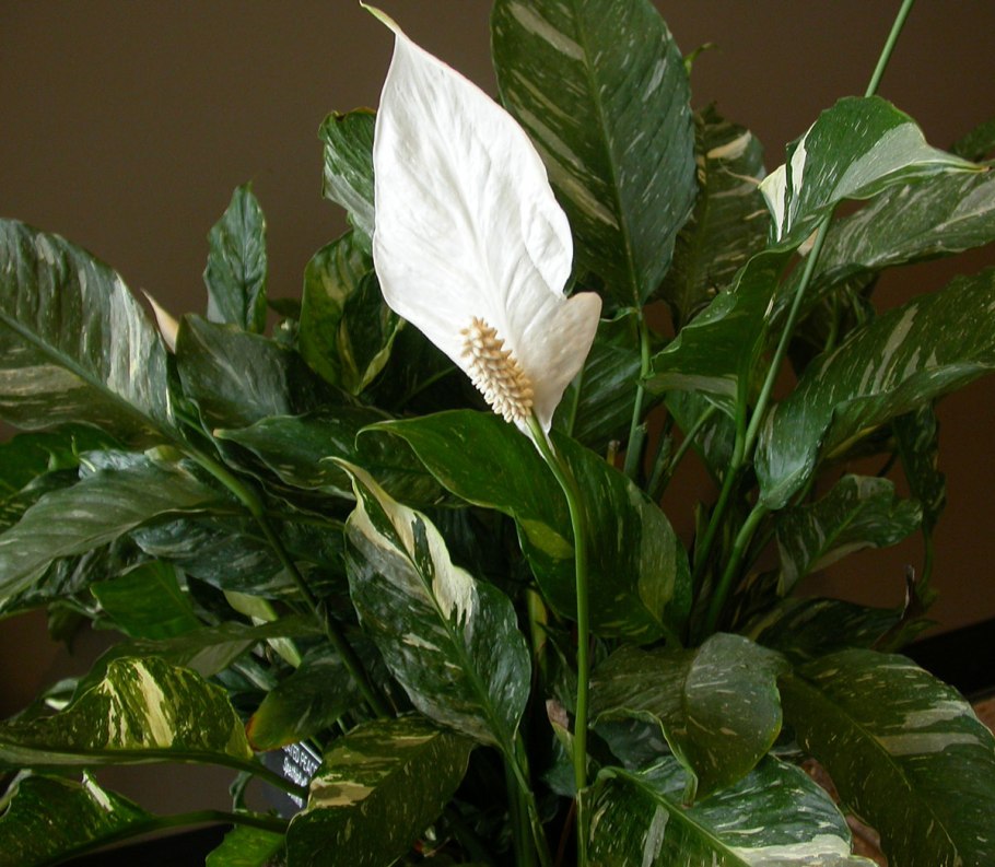 Спатифиллум обильноцветущий Spathiphyllum floribundum
