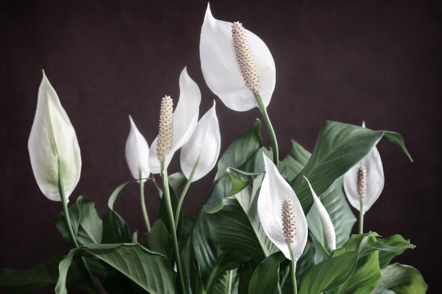 Спатифиллум уоллиса spathiphyllum wallisii