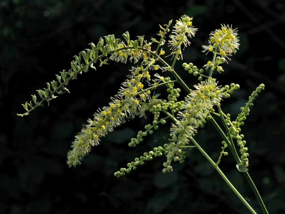 Cimicifuga foetida