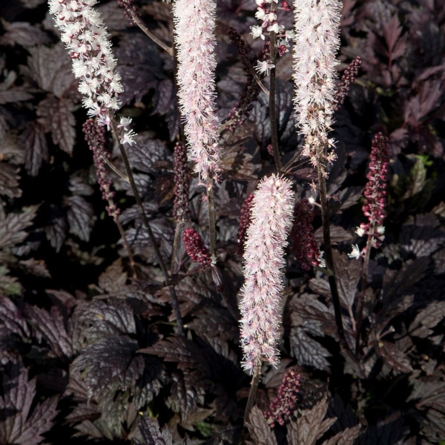 Клопогон Pink Spike
