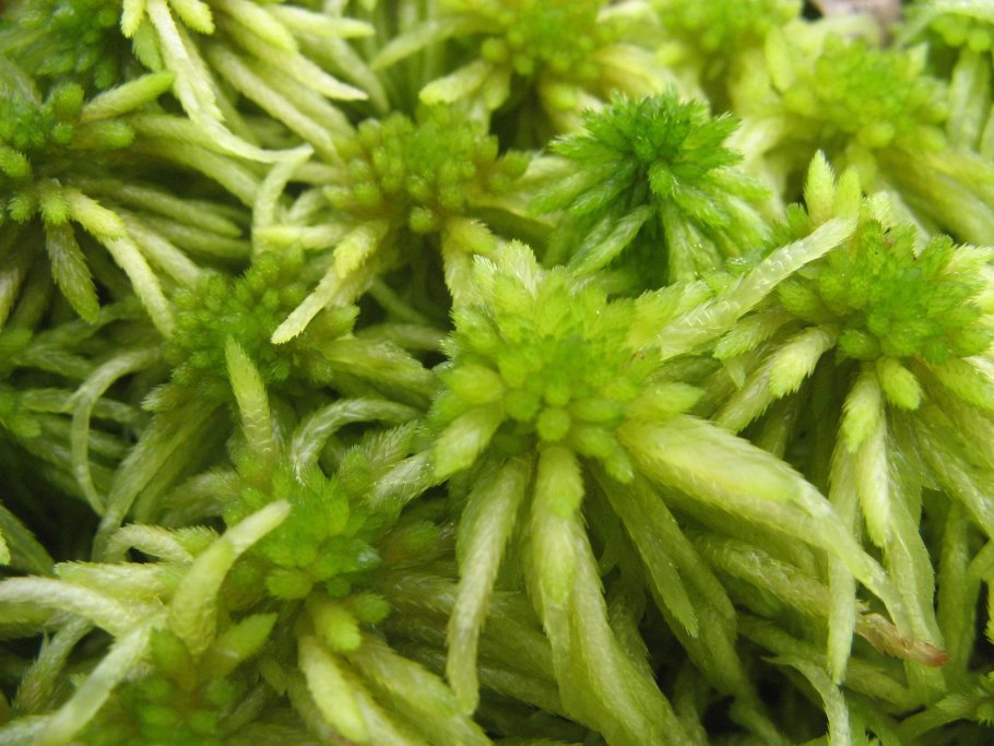 Сфагнум остролистный