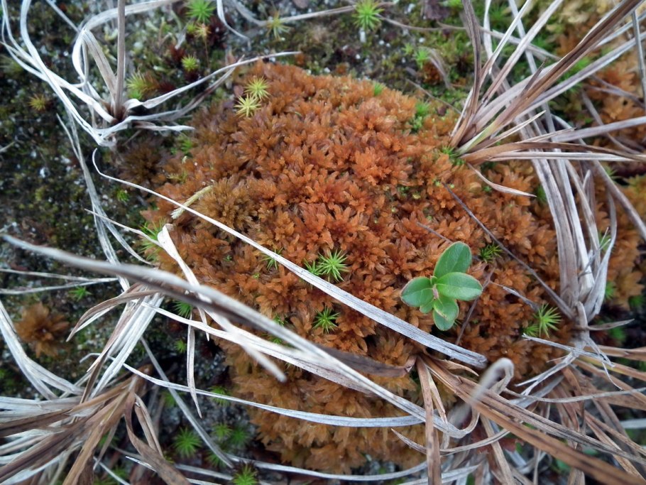 Сфагнум бурый (Sphagnum fuscum)