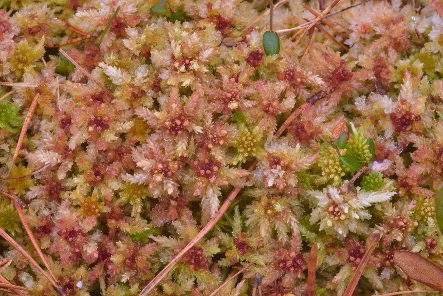 Sphagnum fuscum растёт