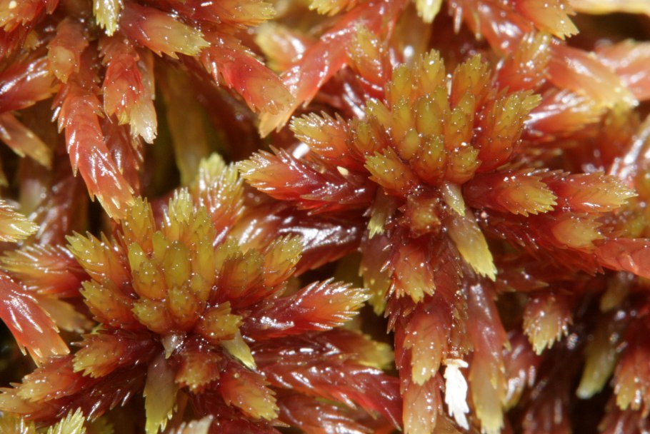 Сфагнум магелланский