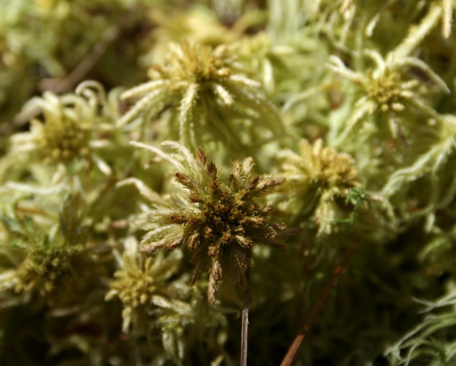 Сфагнум фускум