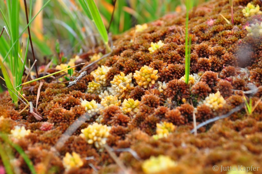 Сфагнум папиллозный