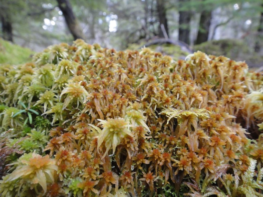Сфагнум бурый (Sphagnum fuscum)