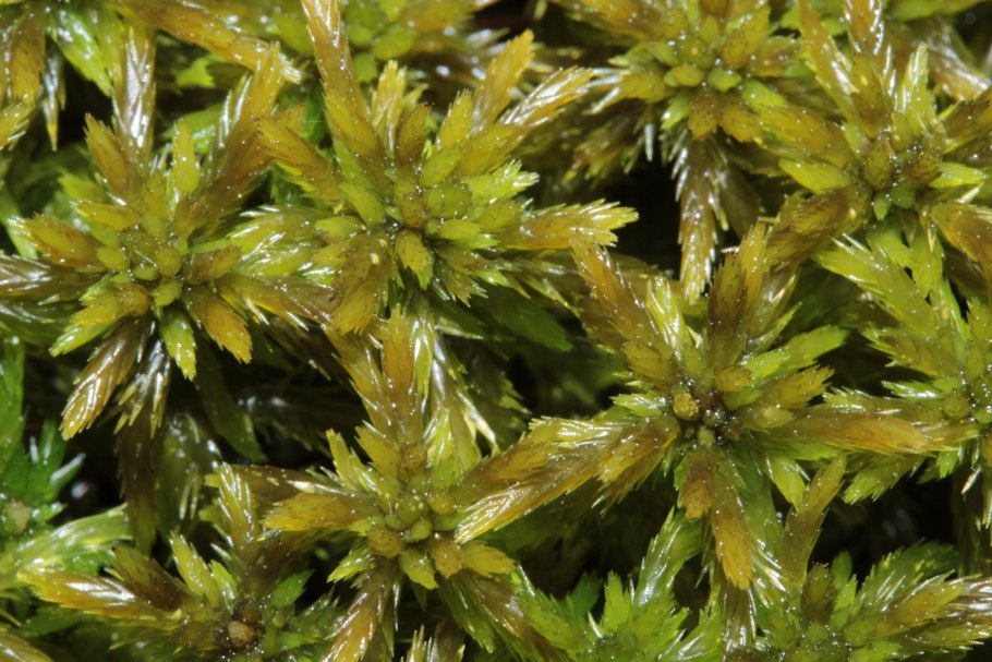Sphagnum cuspidatum