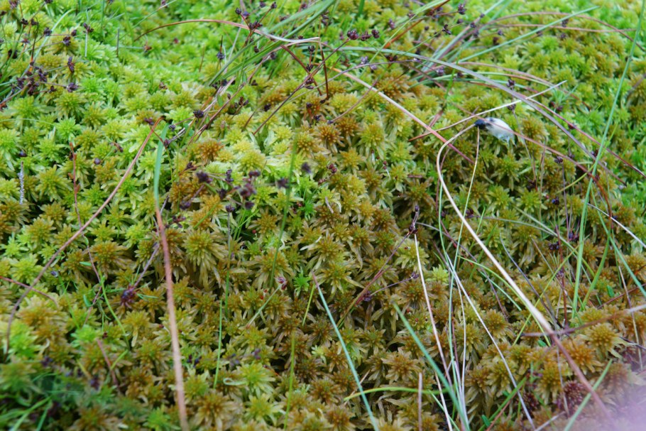 Мох сфагнум