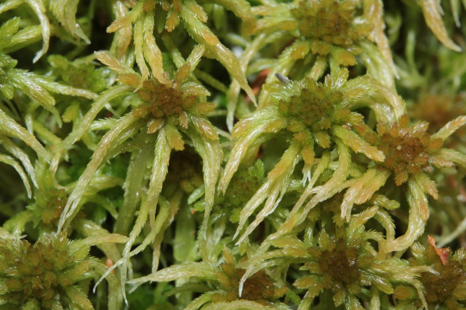 Sphagnum angustifolium