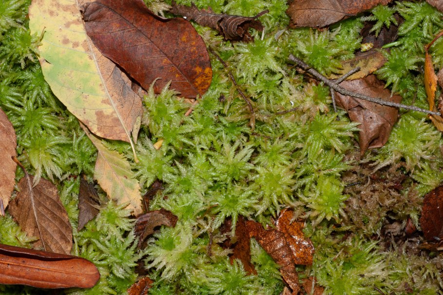 Sphagnum papillosum