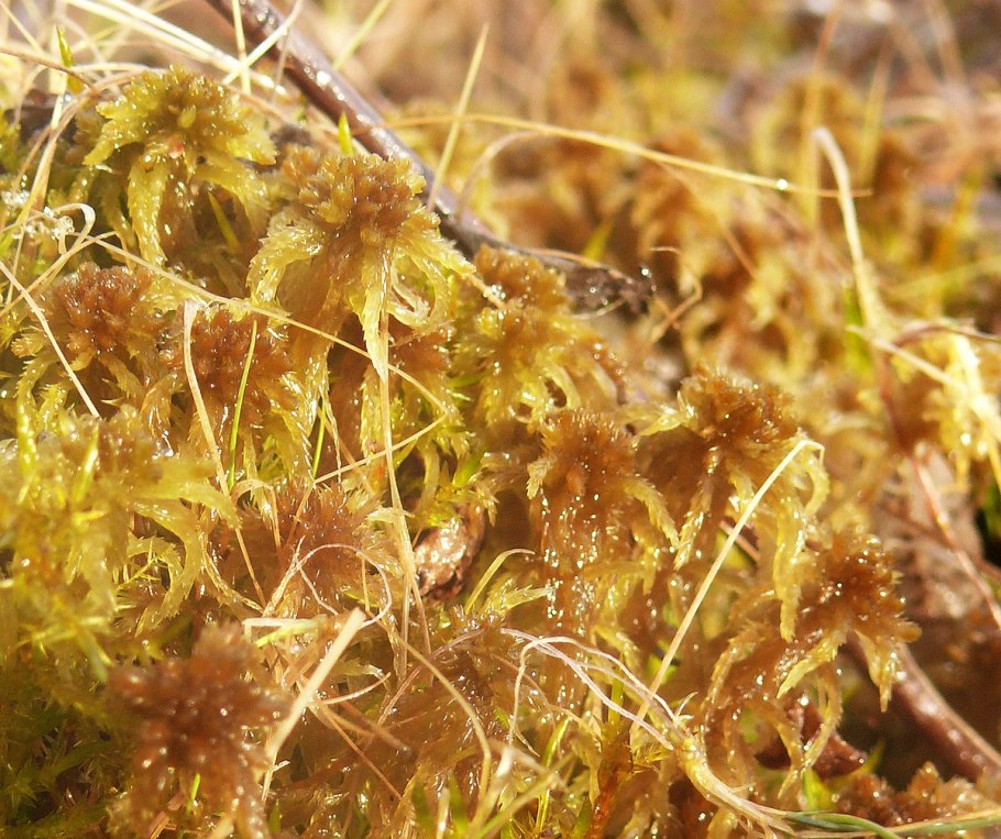 Sphagnum contortum