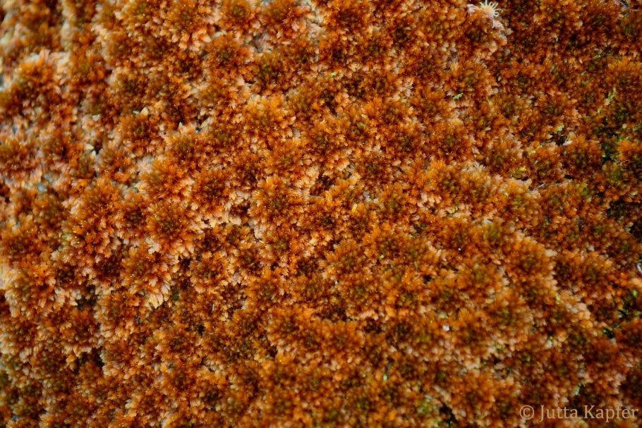 Сфагнум фускум