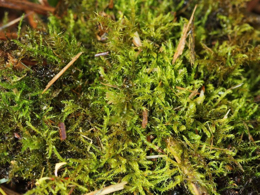 Кампилиум крылова