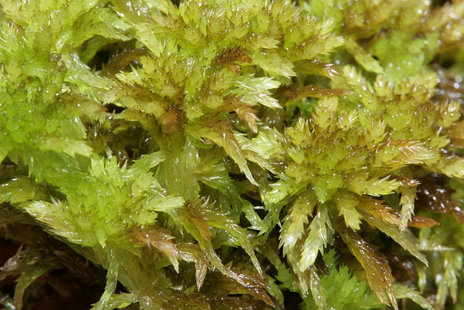 Sphagnum inundatum