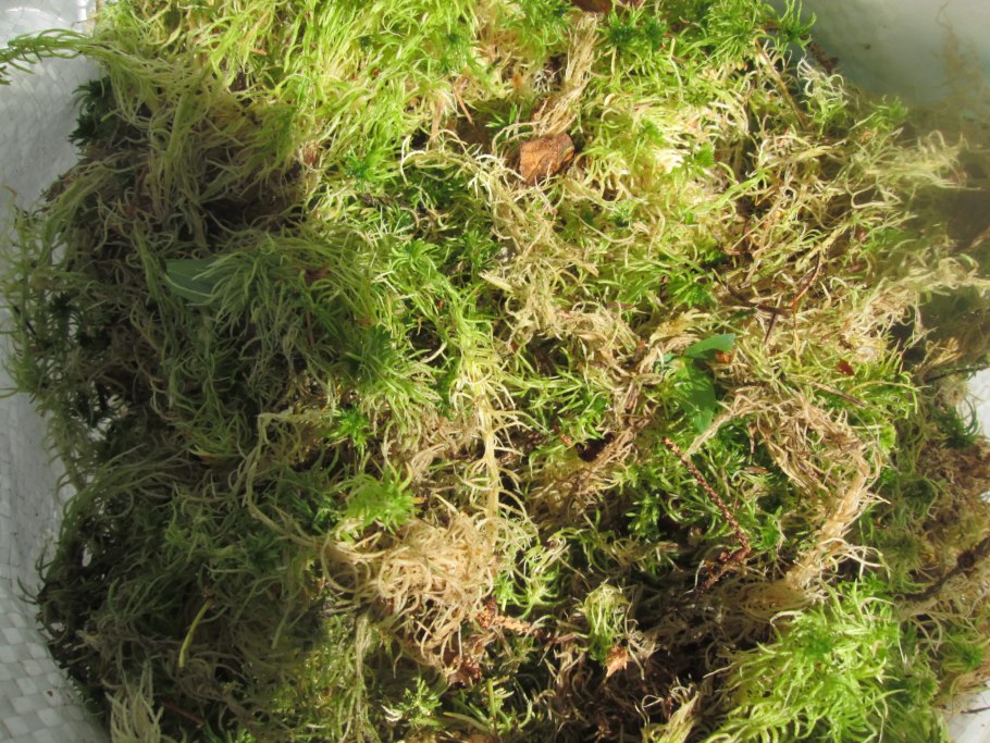 Сфагнум магелланский