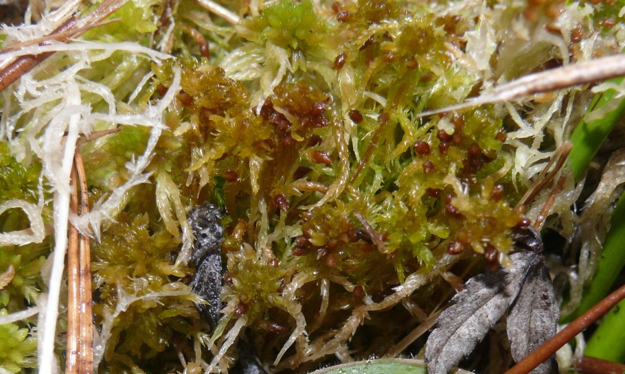 Sphagnum subsecundum