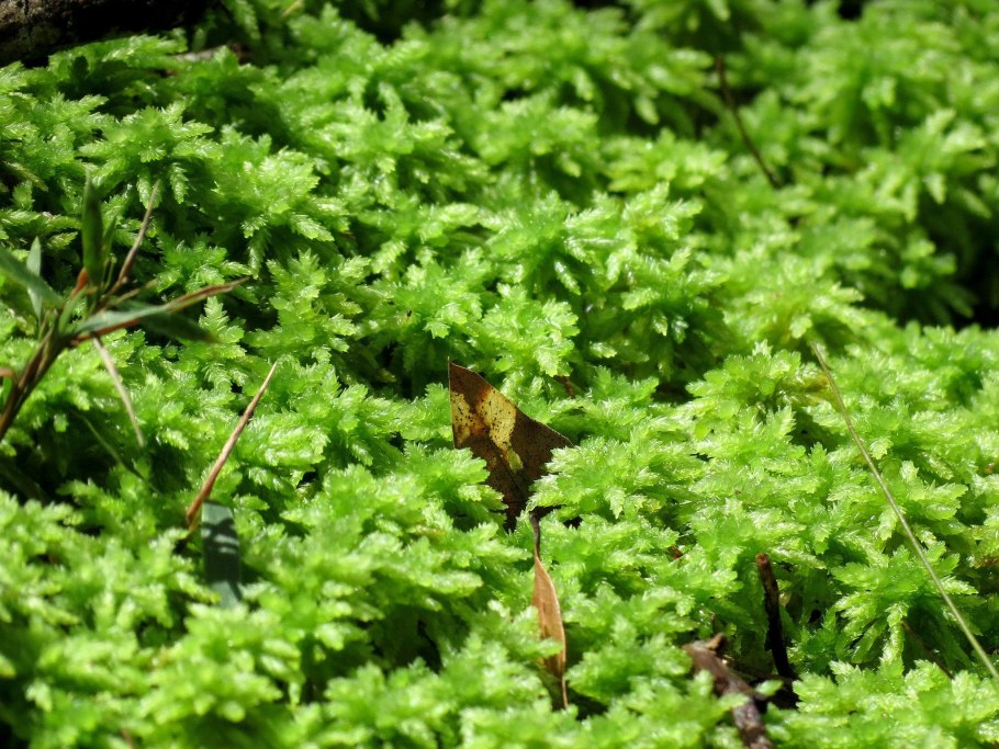 Sphagnum moss