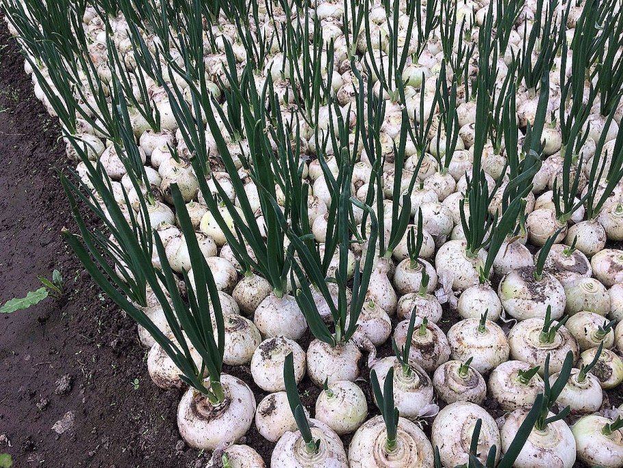 Лук севок Росана