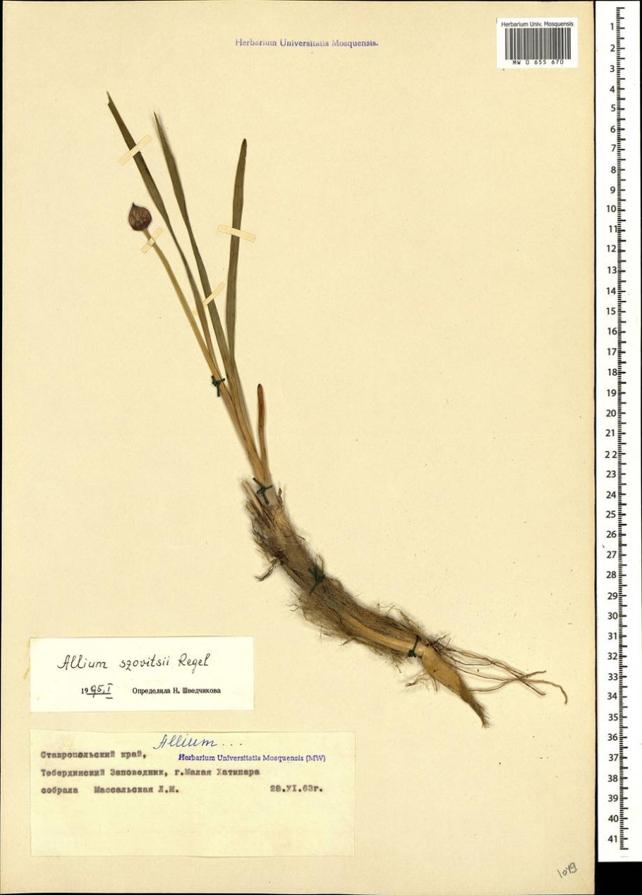 Как растет лук