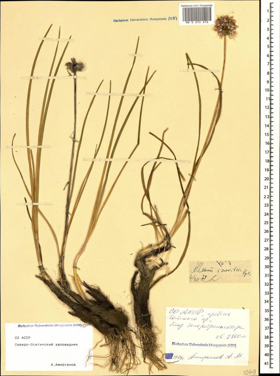 Лук шалот семейный