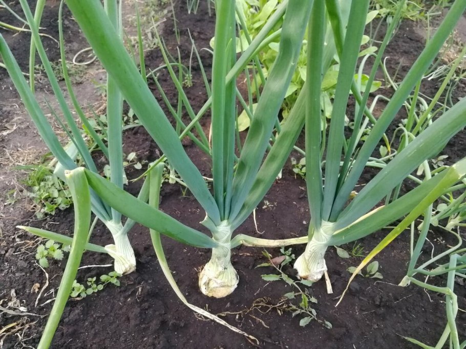 Лук Вавилова