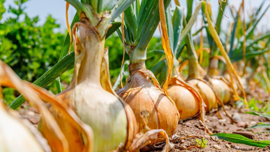 Аллиум шнитт