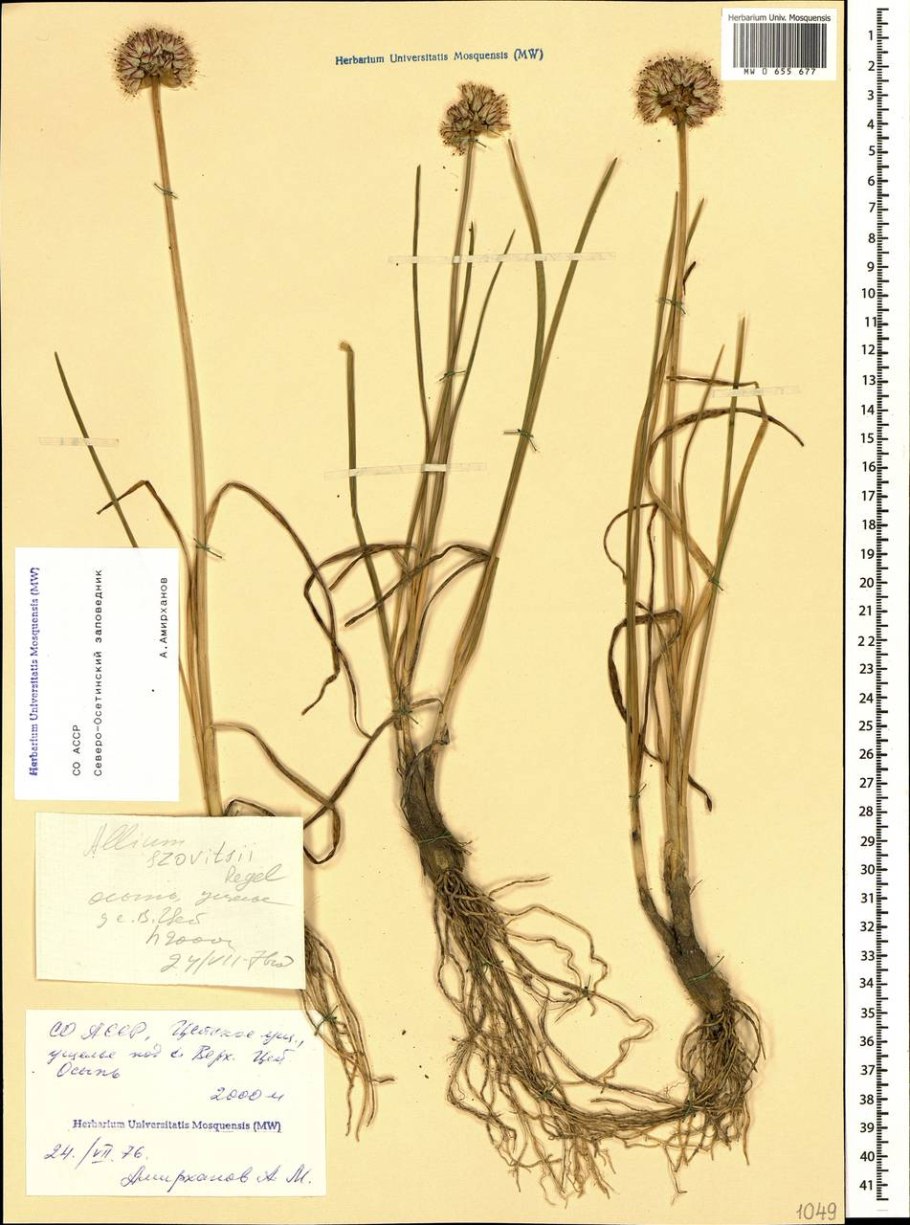 Лук-слизун витаминная Поляна