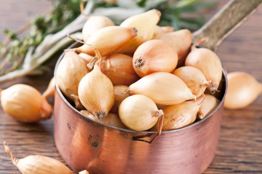 Шнитт слизун