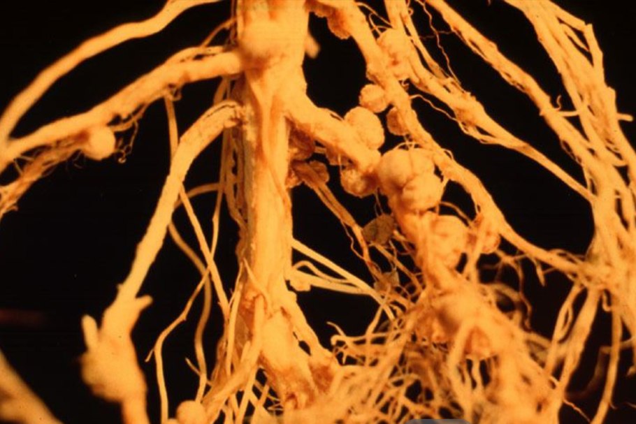 Ирга круглолистная куст