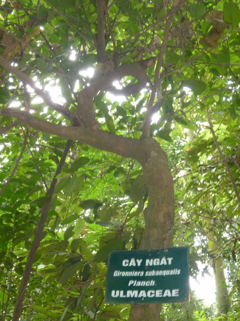 Трохокарпа Горная