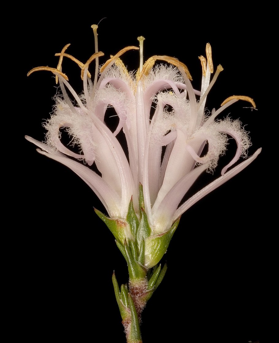 Постельный клоп личинка