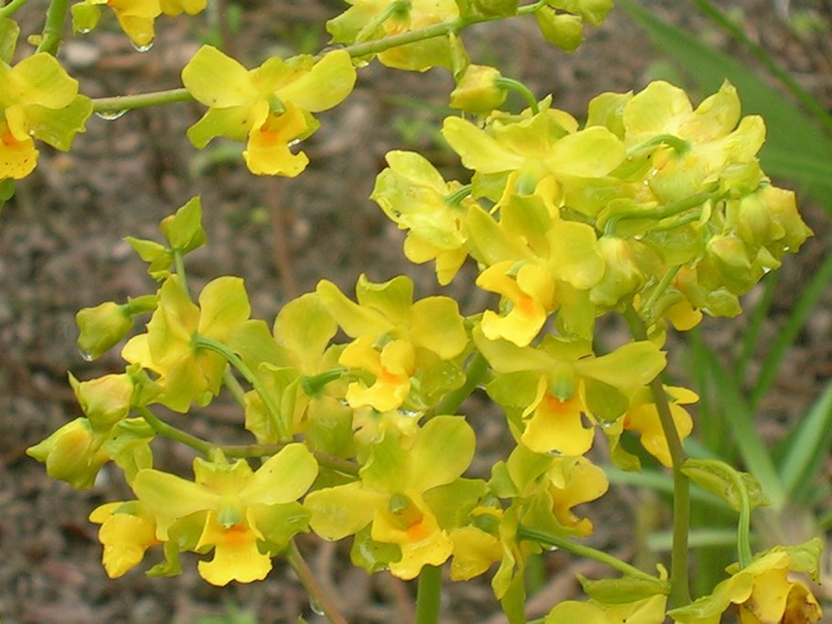 Cyrtochilum andersonii