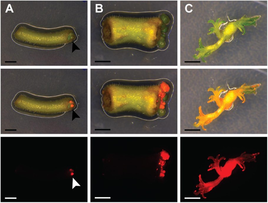 Буддлея Баттерфляй Буш