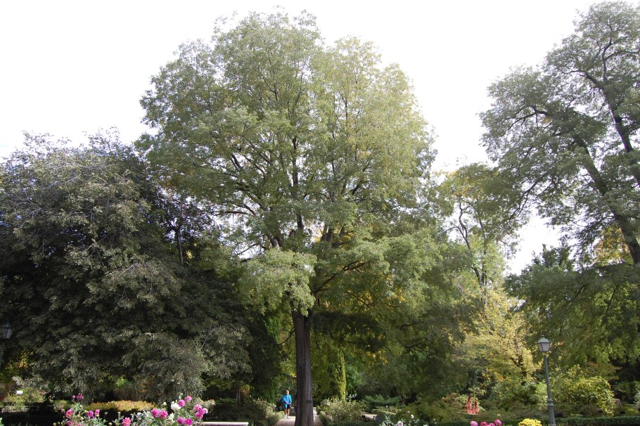 Калина вечнозеленая лавролистная