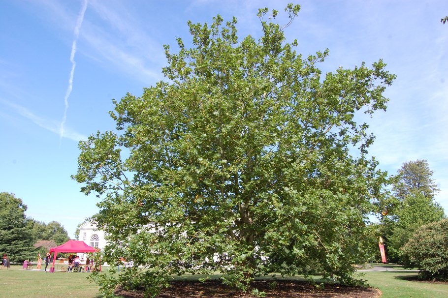 Романтические отношения