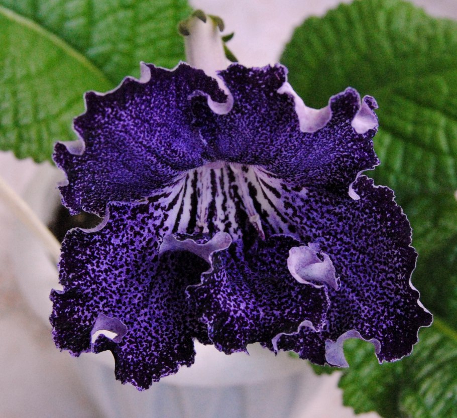 Стрептокарпус Долина эльфов