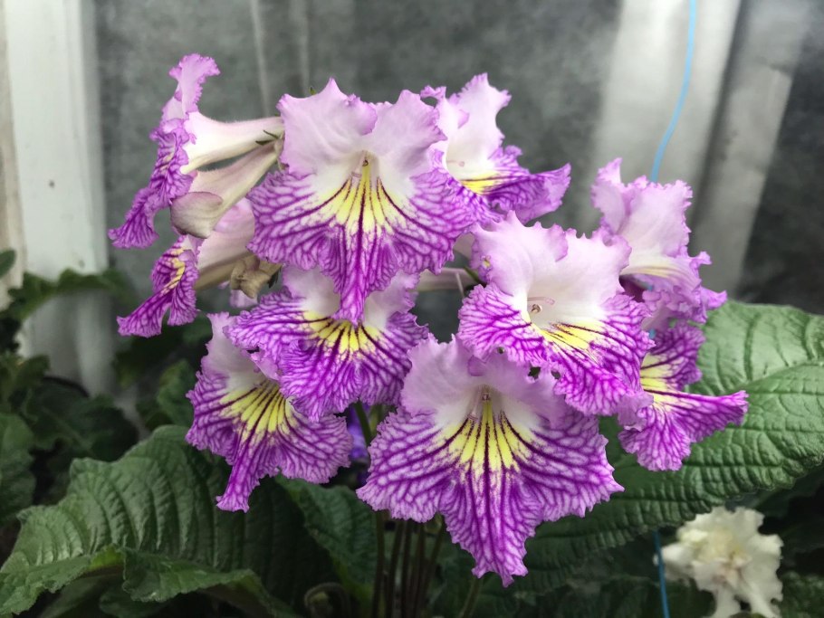 Стрептокарпус Кармен