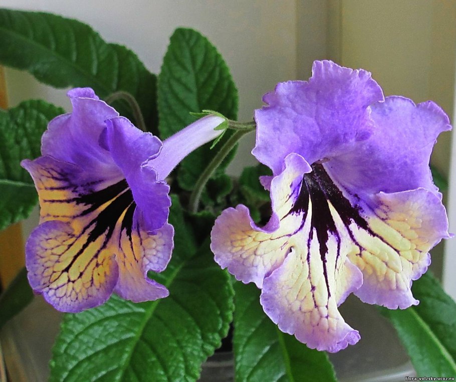 Стрептокарпус гибридный волна